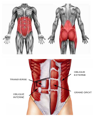 gainage_anatomie